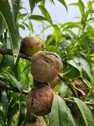 HJK님의 농사, 무엇이든 물어보세요! · 참여글 작성글 사진