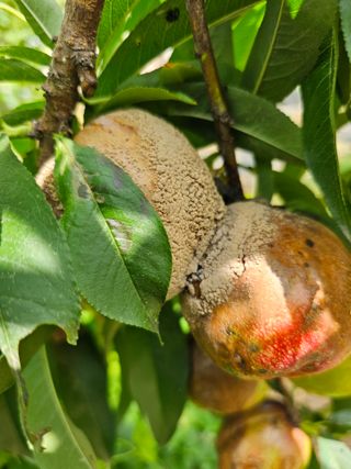 HJK님의 농사, 무엇이든 물어보세요! · 참여글 작성글 사진