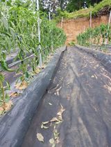 팜모닝 고추·병해충상담 게시글 이미지