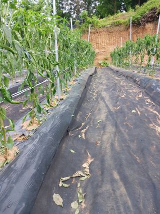 주복자님의 고추 · 병해충상담 작성글 사진