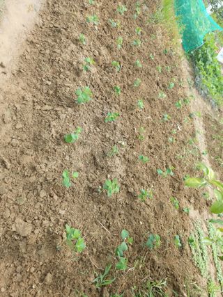 노도연님의 콩 · 영농일지 작성글 사진