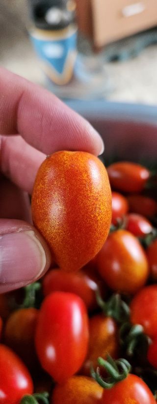 유호준님의 농사, 무엇이든 물어보세요! · 참여글 작성글 사진