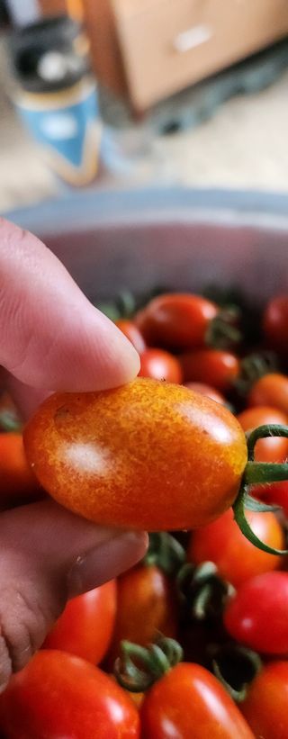 유호준님의 농사, 무엇이든 물어보세요! · 참여글 작성글 사진