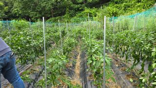 이종애님의 고추 · 영농일지 작성글 사진