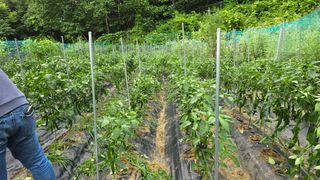 이종애님의 고추 · 영농일지 작성글 사진