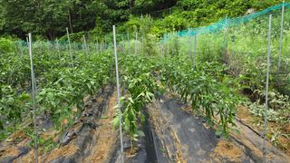 이종애님의 고추 · 영농일지 작성글 사진