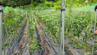 이종애님의 고추 · 영농일지 작성글 사진