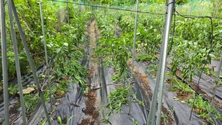 이종애님의 고추 · 영농일지 작성글 사진