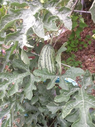 몽자아빠님의 기타작물 · 영농일지 작성글 사진