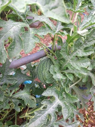 몽자아빠님의 기타작물 · 영농일지 작성글 사진