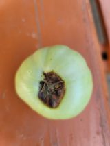 팜모닝 농사, 무엇이든 물어보세요!·참여글 게시글 이미지