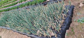 가물치님의 파 · 병해충상담 작성글 사진