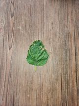 팜모닝 참깨·병해충상담 게시글 이미지