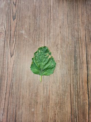 화이팅 김동각님의 참깨 · 병해충상담 작성글 사진