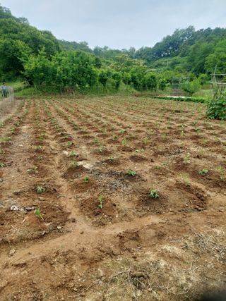 농자천하지대본님의 들깨 · 영농일지 작성글 사진