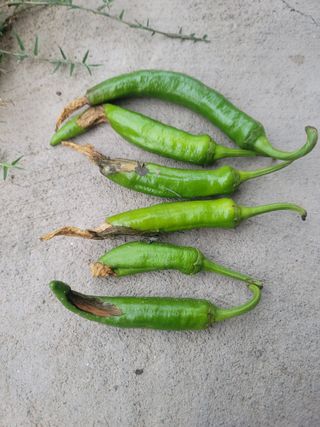 초보5년농사꾼님의 고추 · 병해충상담 작성글 사진