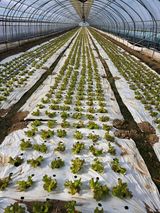 팜모닝 상추·병해충상담 게시글 이미지