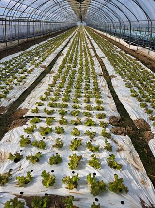 노력하는농민님의 상추 · 병해충상담 작성글 사진