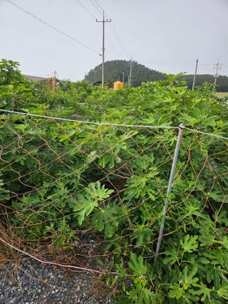 덕성호님의 기타작물 · 영농일지 작성글 사진