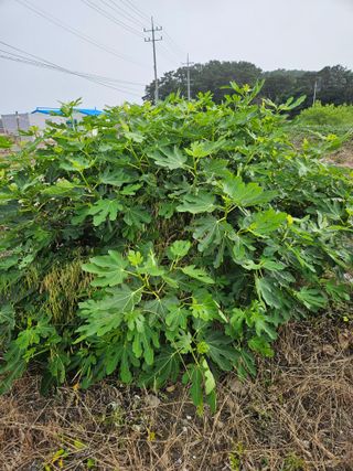 덕성호님의 기타작물 · 영농일지 작성글 사진