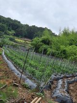 팜모닝 고추·영농일지 게시글 이미지