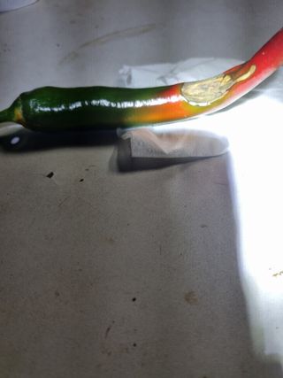 고추일등품종칼라병에님의 고추 · 병해충상담 작성글 사진