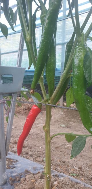 밤가시 여주농장님의 고추 · 영농일지 작성글 사진