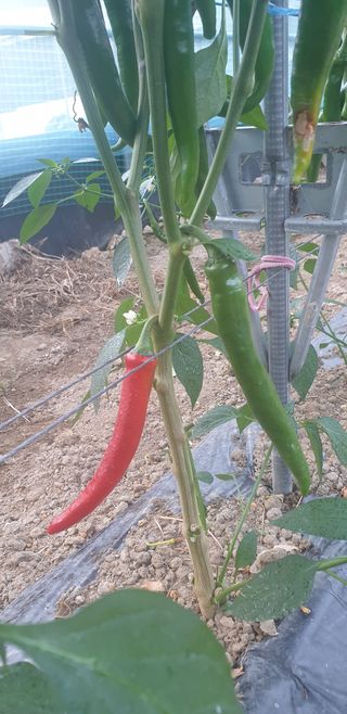 밤가시 여주농장님의 고추 · 영농일지 작성글 사진