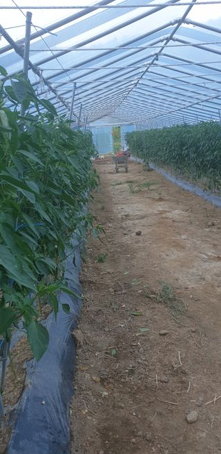 밤가시 여주농장님의 고추 · 영농일지 작성글 사진