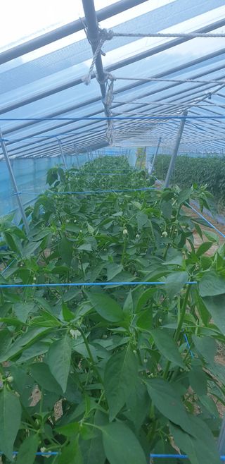 밤가시 여주농장님의 고추 · 영농일지 작성글 사진