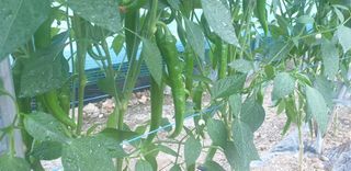 밤가시 여주농장님의 고추 · 영농일지 작성글 사진