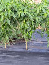 팜모닝 자유주제·자유게시판 게시글 이미지