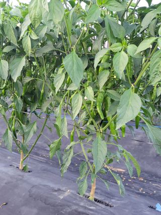 김종옥님의 자유주제 · 자유게시판 작성글 사진