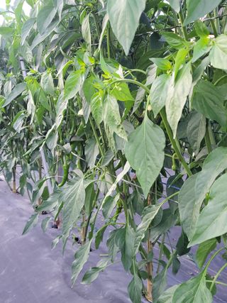 김종옥님의 자유주제 · 자유게시판 작성글 사진