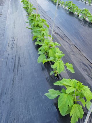 김종옥님의 자유주제 · 자유게시판 작성글 사진