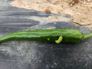 금우님의 고추 · 병해충상담 작성글 사진