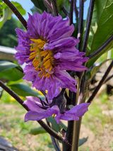 팜모닝 자유주제·자유게시판 게시글 이미지