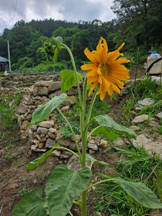 영숙님의 자유주제 · 자유게시판 작성글 사진