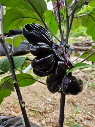 영숙님의 자유주제 · 자유게시판 작성글 사진