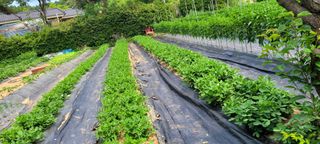 금비꼬미엄마님의 고추 · 영농일지 작성글 사진