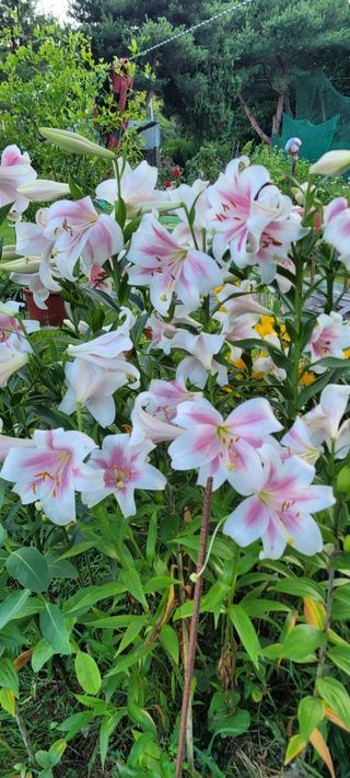 금비꼬미엄마님의 고추 · 영농일지 작성글 사진