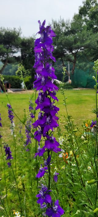 금비꼬미엄마님의 고추 · 영농일지 작성글 사진