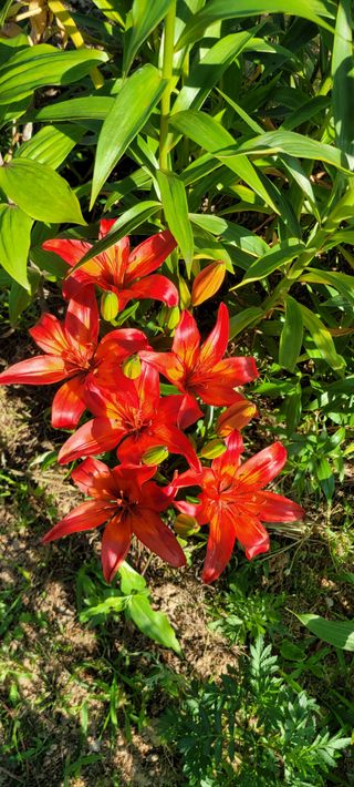 금비꼬미엄마님의 고추 · 영농일지 작성글 사진