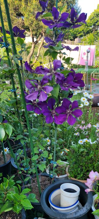 금비꼬미엄마님의 고추 · 영농일지 작성글 사진