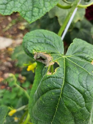 김두영님의 오이 · 병해충상담 작성글 사진