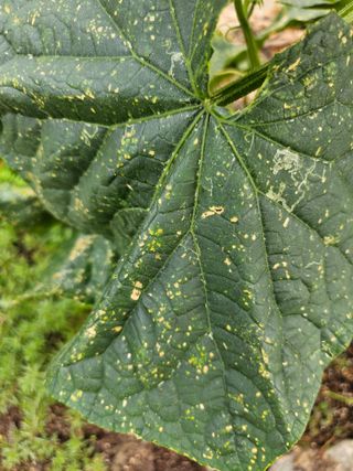김두영님의 오이 · 병해충상담 작성글 사진
