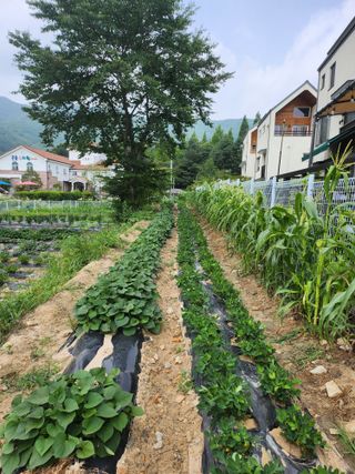 최병훈님의 콩 · 영농일지 작성글 사진