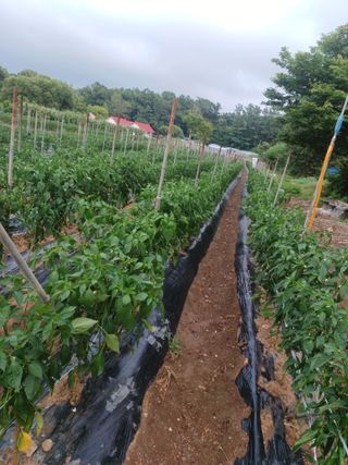 알 수 없음님의 자유주제 · 자유게시판 작성글 사진