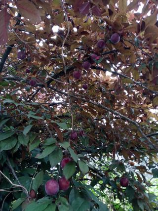 두릅나무16580님의 자유주제 · 자유게시판 작성글 사진