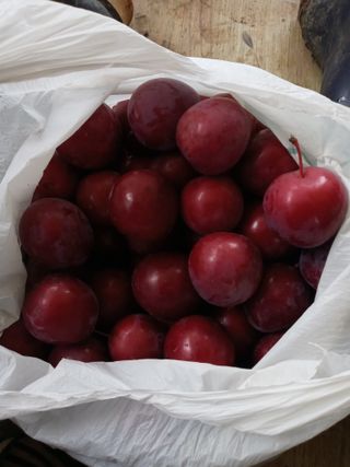 두릅나무16580님의 자유주제 · 자유게시판 작성글 사진